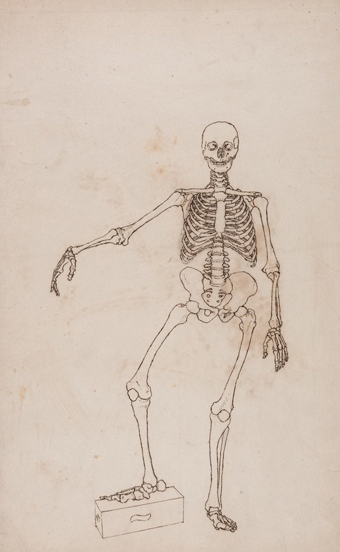 Human Skeleton, Anterior View by George Stubbs — digital art print download