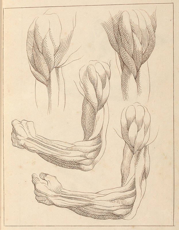 Anatomical Studies of Arms — Hamlet Winstanley