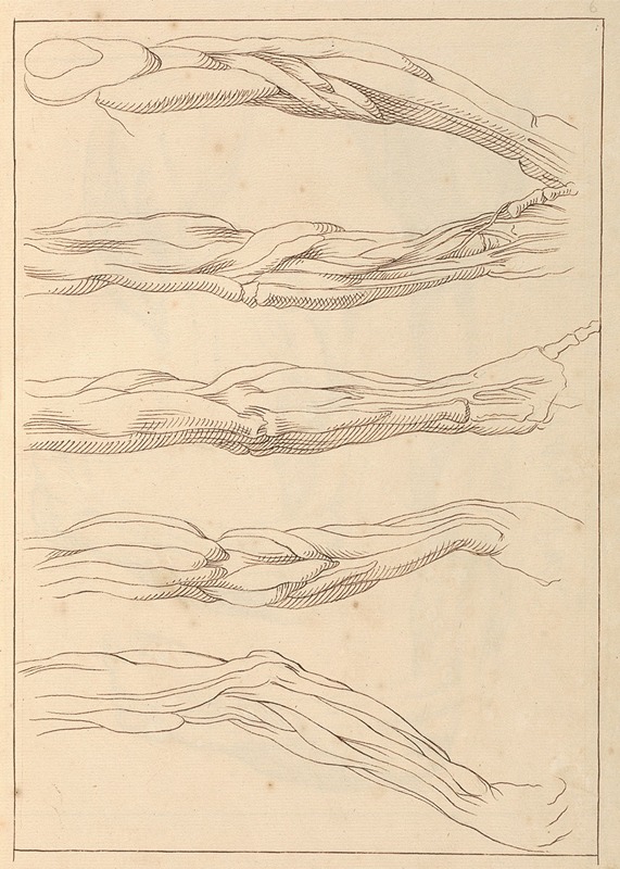 Anatomical Studies of Arms — Hamlet Winstanley