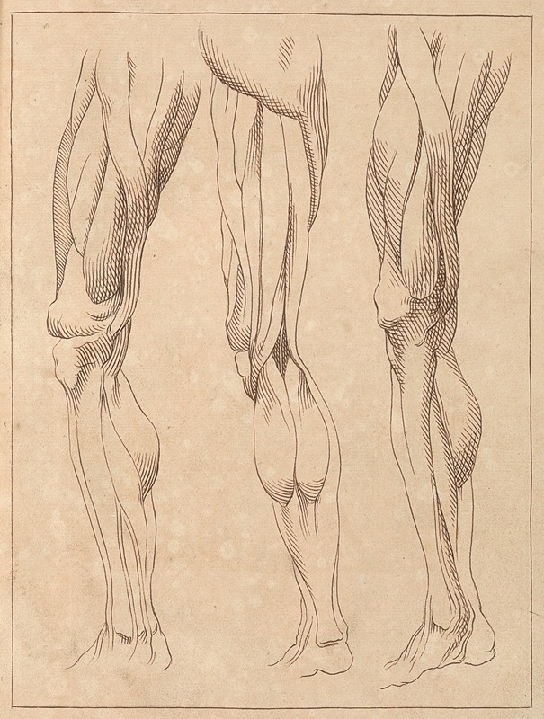 Anatomical Studies of Legs — Hamlet Winstanley