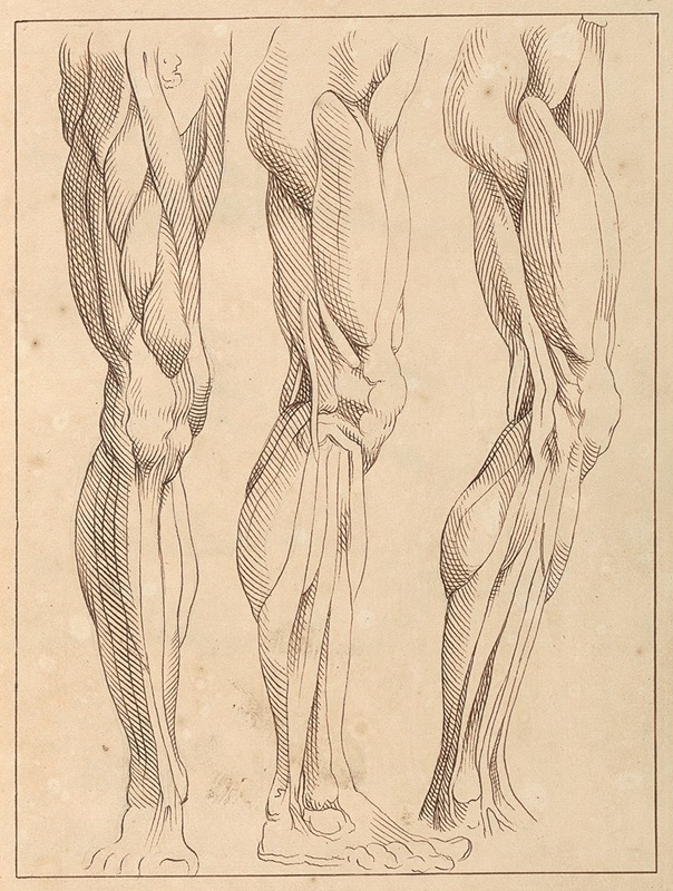 Anatomical Studies of Legs — Hamlet Winstanley
