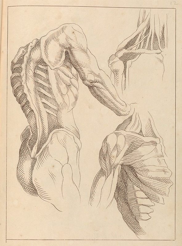 Various Anatomical Studies by Hamlet Winstanley, 1716 — digital art print download