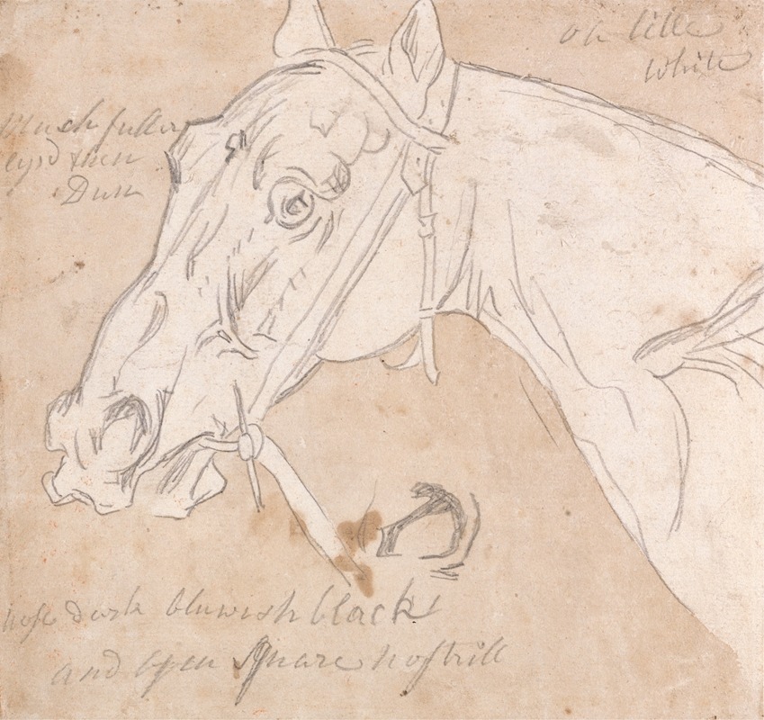 Head of a Horse, Facing Left — Джеймс Сеймур