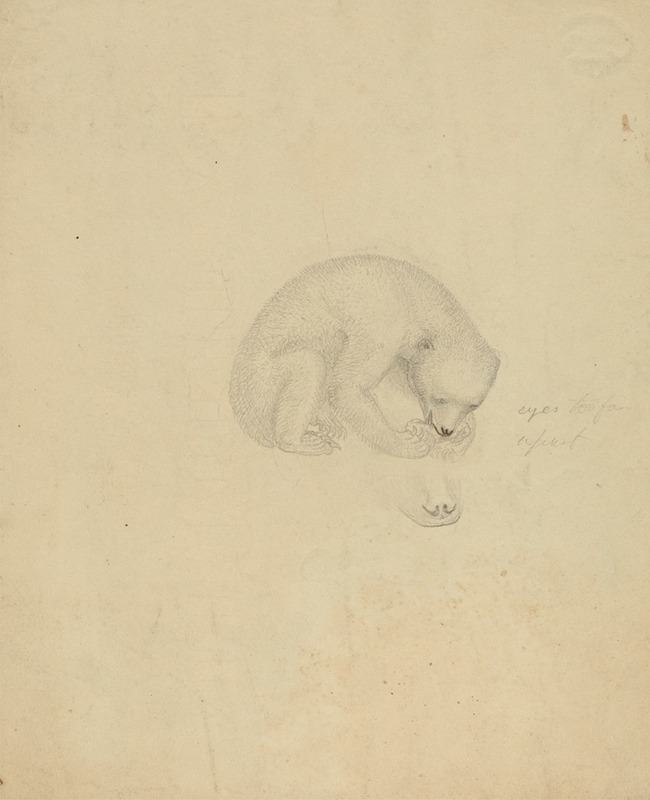 A Bear by James Sowerby — digital art print download