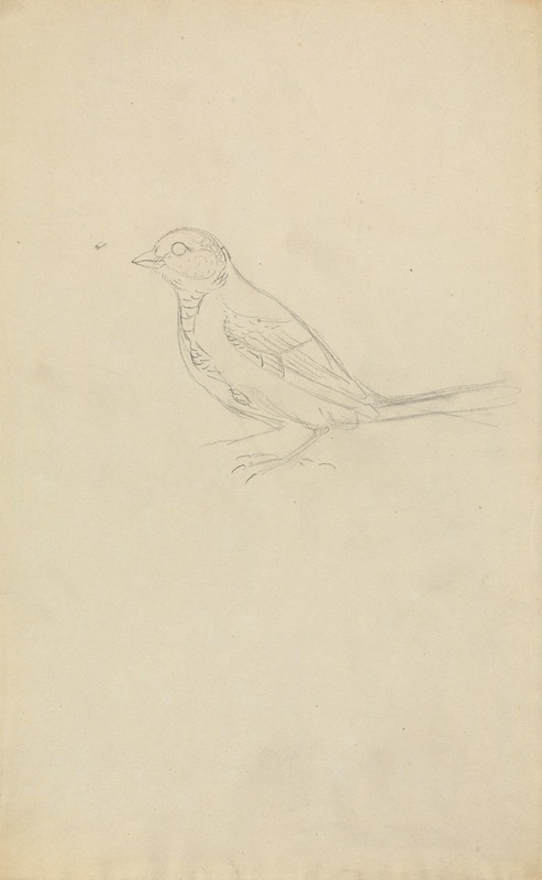 A Marsh Tit by James Sowerby — digital art print download