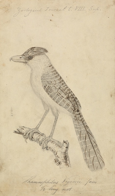 Giant Antshrike by James Sowerby — digital art print download