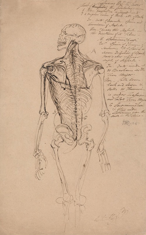 Drawing of a Man's Skeleton by Джеймс Уорд — digital art print download