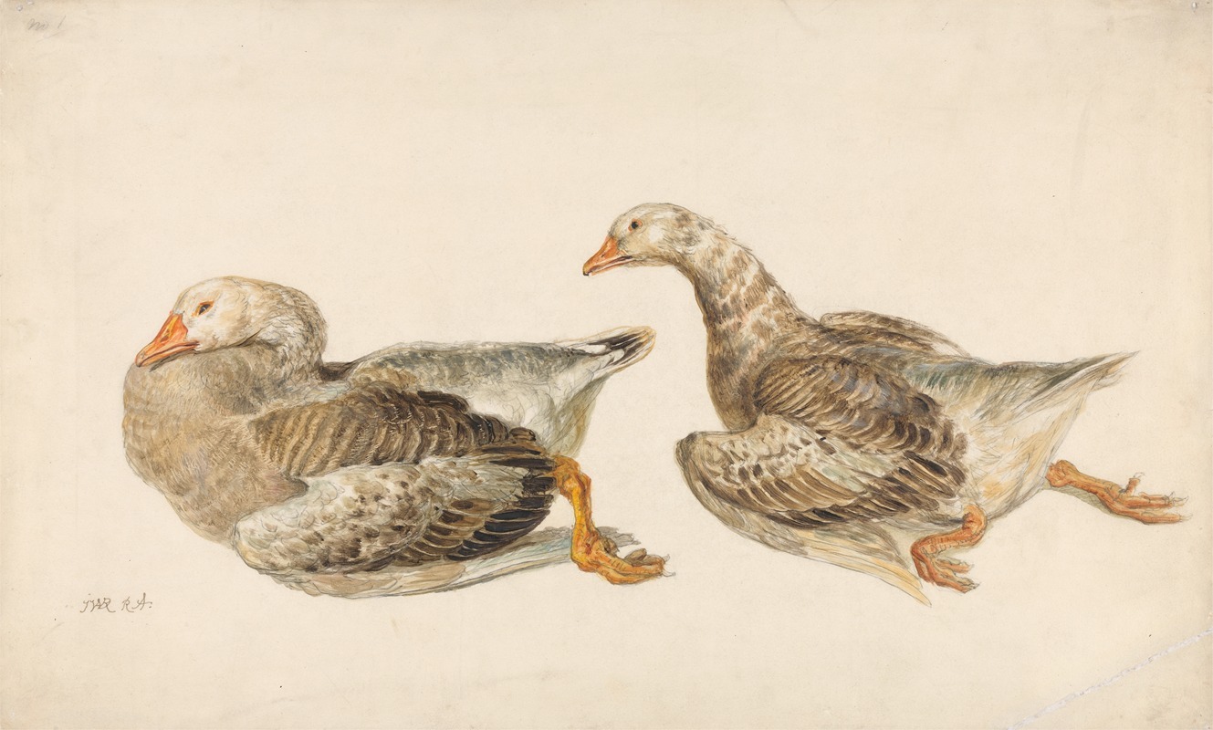 Studies of Geese by Джеймс Уорд — digital art print download