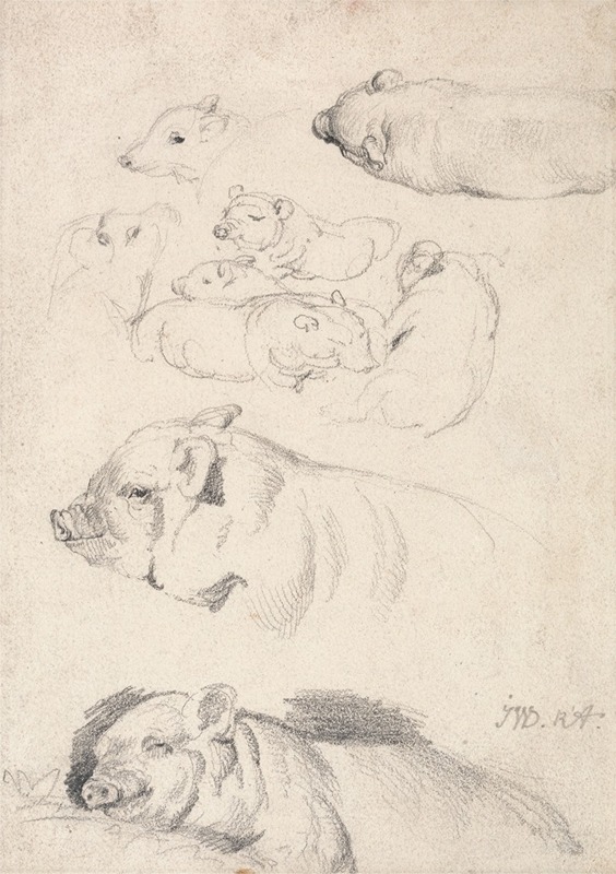 Studies of Pigs by Джеймс Уорд — digital art print download