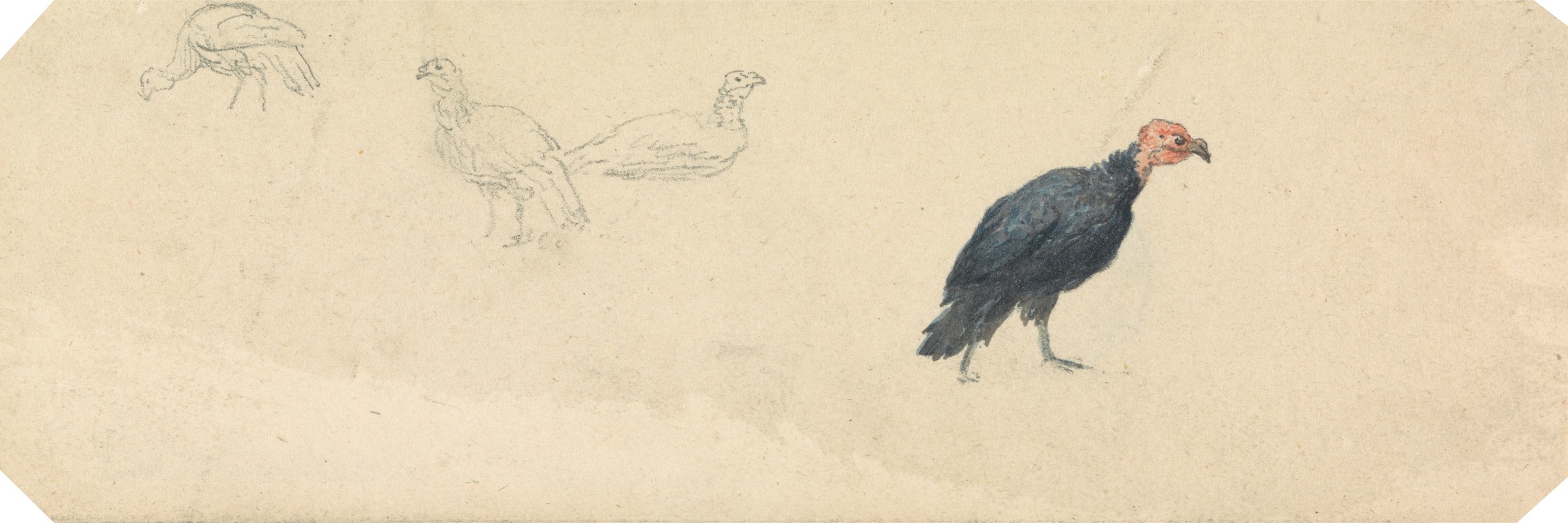 Studies of a Turkey by Роберт Хиллс — digital art print download