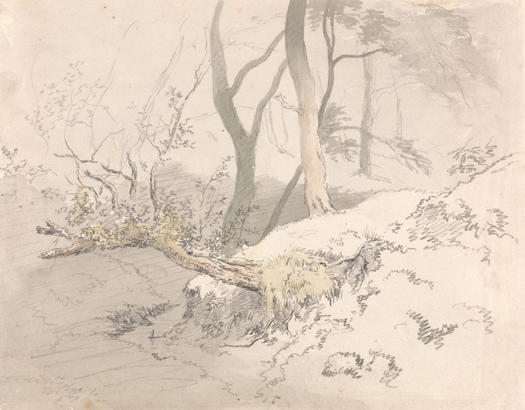 Woodland Shadow by Роберт Хиллс — digital art print download