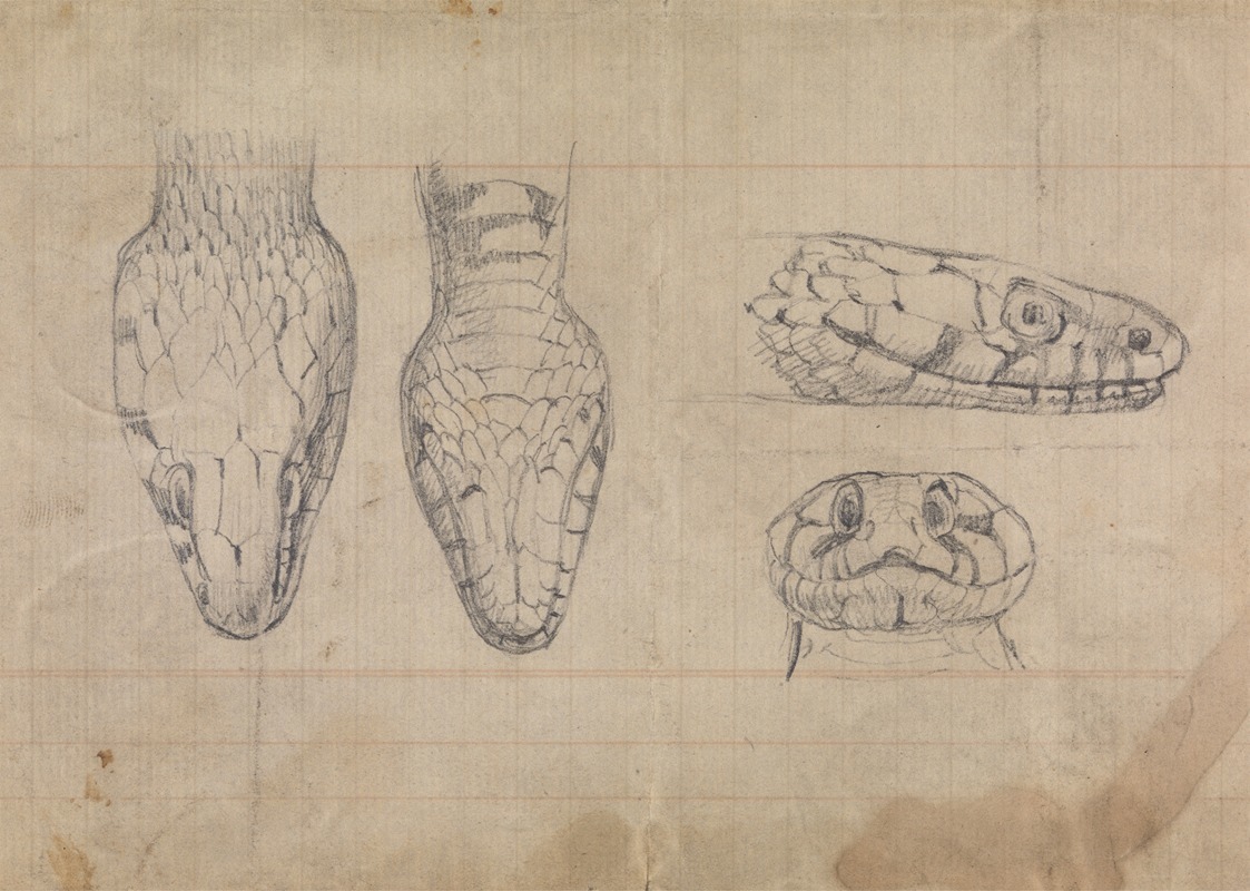 Study of the Head of a Snake — Robert Smirke
