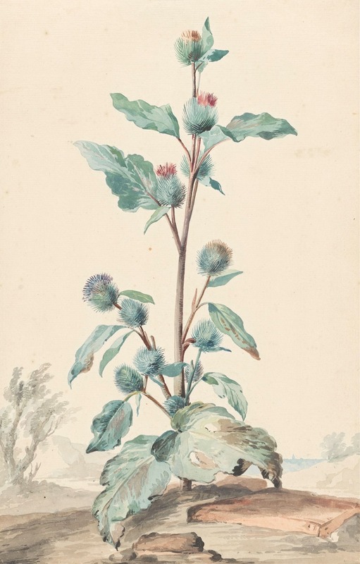 Distel by Аерт Шоуман, 1725 - 1792 — digital art print download