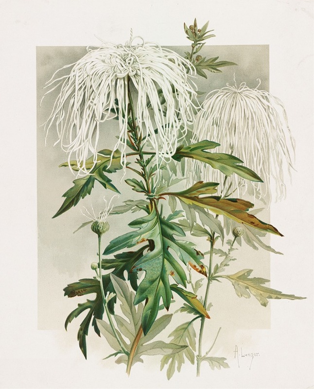 Medusa Chrysanthemum by Alois Lunzer, 1885 — digital art print download