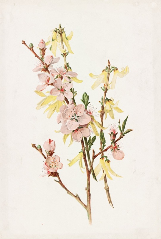 Peach Blossoms and Forsythia — Alois Lunzer
