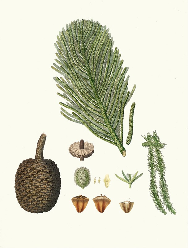 Arucaria excelsa = Norfolk Island pine by Aylmer Bourke Lambert, 1837 — digital art print download
