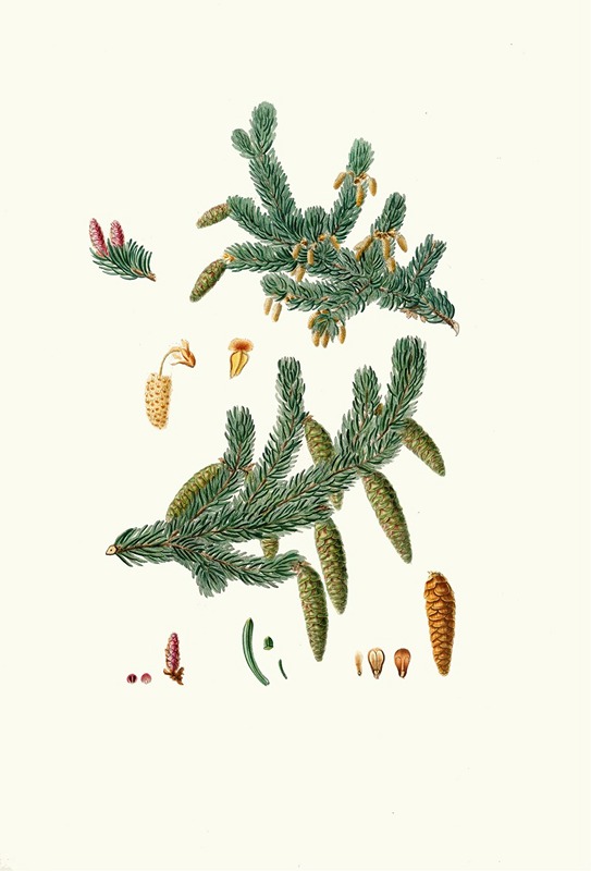 Pinus alba = Whit spruce fir — Aylmer Bourke Lambert