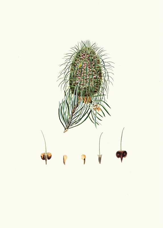 Pinus bracteata = Leaf-bracted fir. by Aylmer Bourke Lambert, 1837 — digital art print download