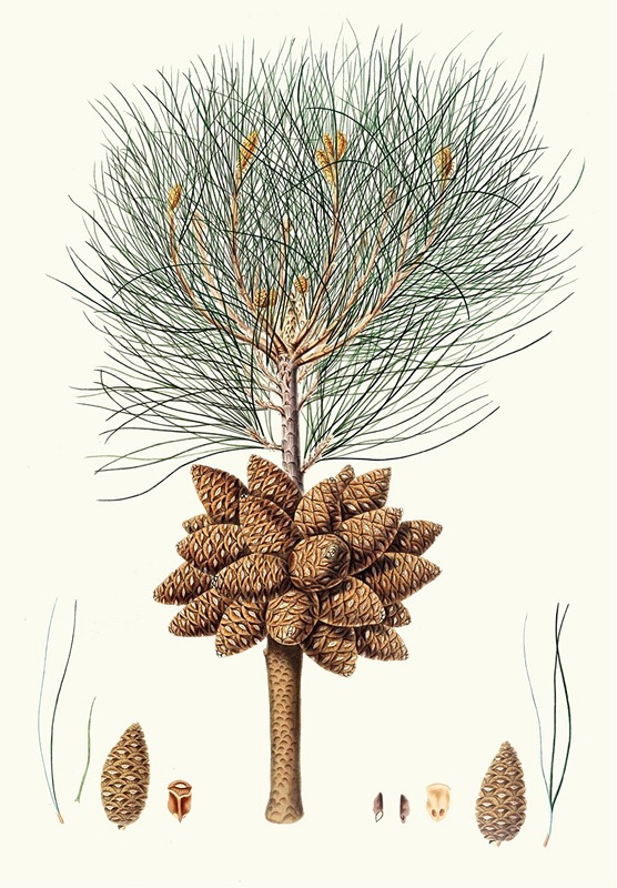 Pinus brutia = Calabrian pine. by Aylmer Bourke Lambert, 1837 — digital art print download