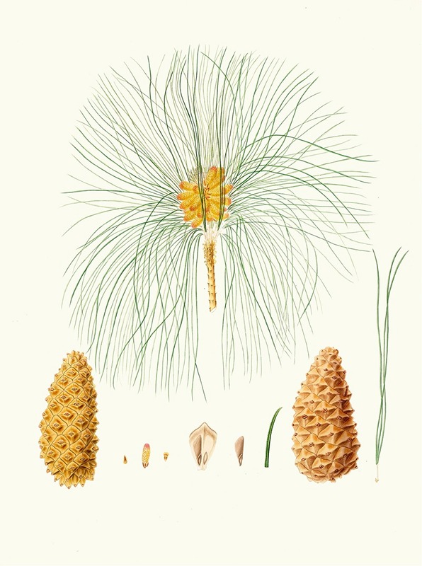 Pinus canariensis = Canary pine. by Aylmer Bourke Lambert, 1837 — digital art print download