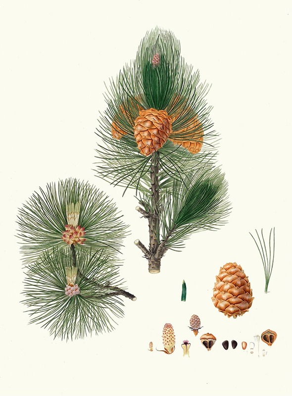 Pinus cembra = Siberian stone pine by Aylmer Bourke Lambert, 1837 — digital art print download