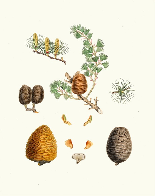 Pinus deodara = Indian cedar by Aylmer Bourke Lambert, 1837 — digital art print download