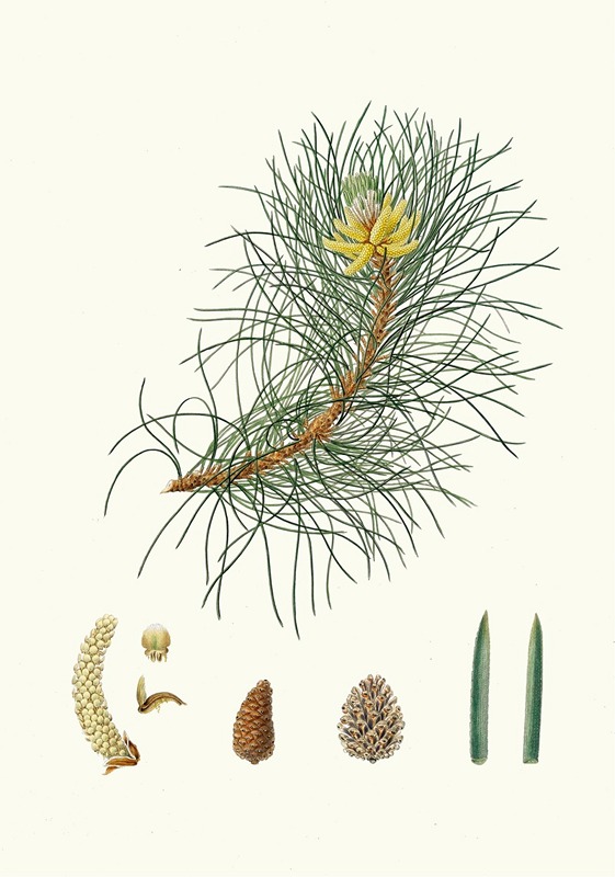 Pinus laricio = Corsican pine by Aylmer Bourke Lambert, 1837 — digital art print download
