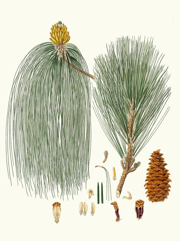Pinus longifolia = Long-leaved Indian pine by Aylmer Bourke Lambert, 1837 — digital art print download