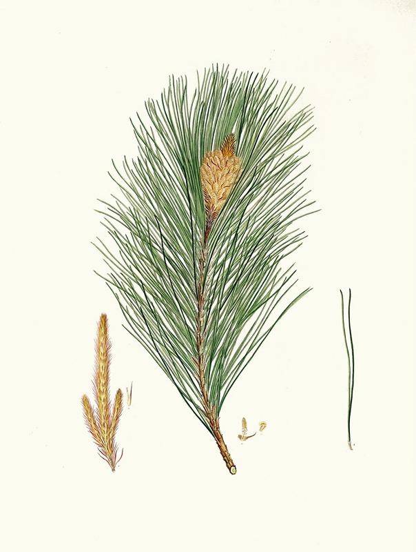 Pinus massoniana = Indian pine by Aylmer Bourke Lambert, 1837 — digital art print download