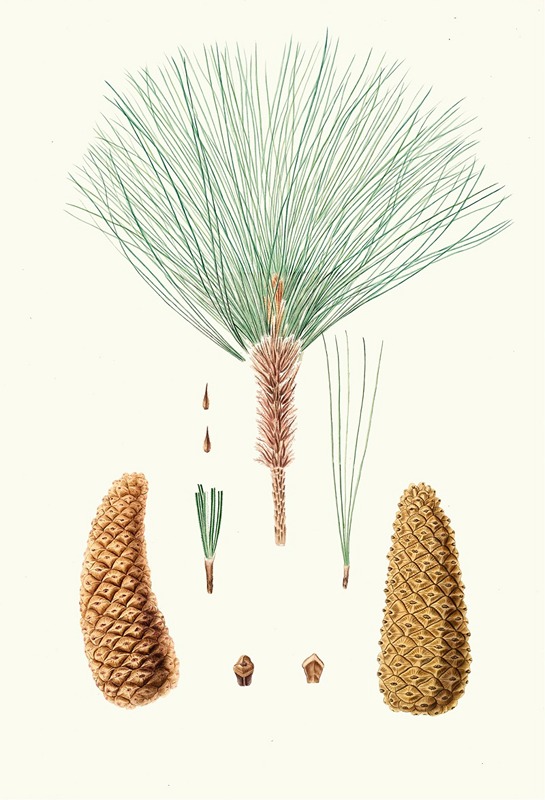 Pinus montezumae = Rough-branched Mexican pine. — Aylmer Bourke Lambert