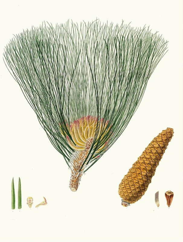 Pinus palustris = Swamp pine by Aylmer Bourke Lambert, 1837 — digital art print download