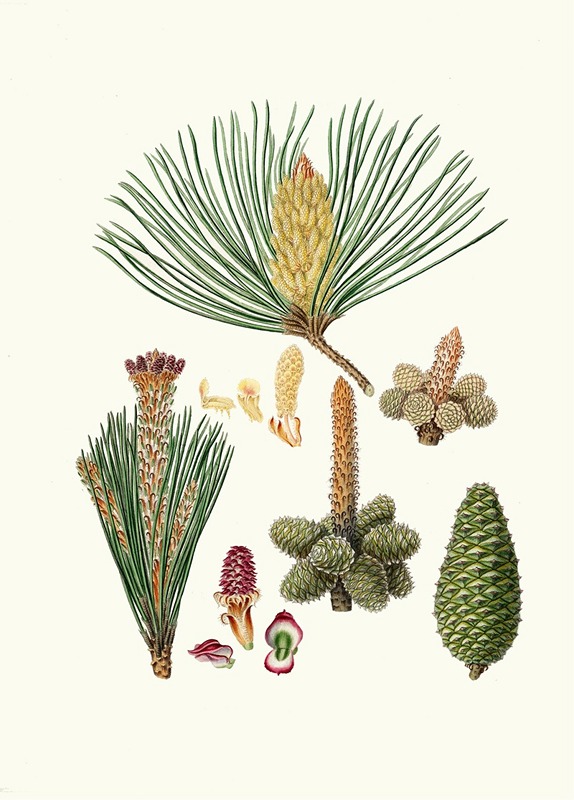 Pinus pinaster = The pinaster, or Cluster pine by Aylmer Bourke Lambert, 1837 — digital art print download