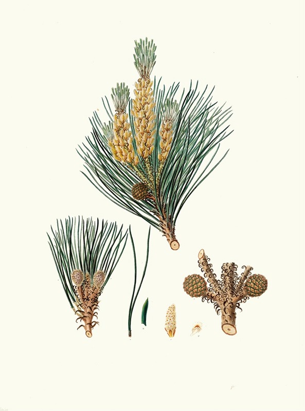 Pinus pinea = The stone pine by Aylmer Bourke Lambert, 1837 — digital art print download