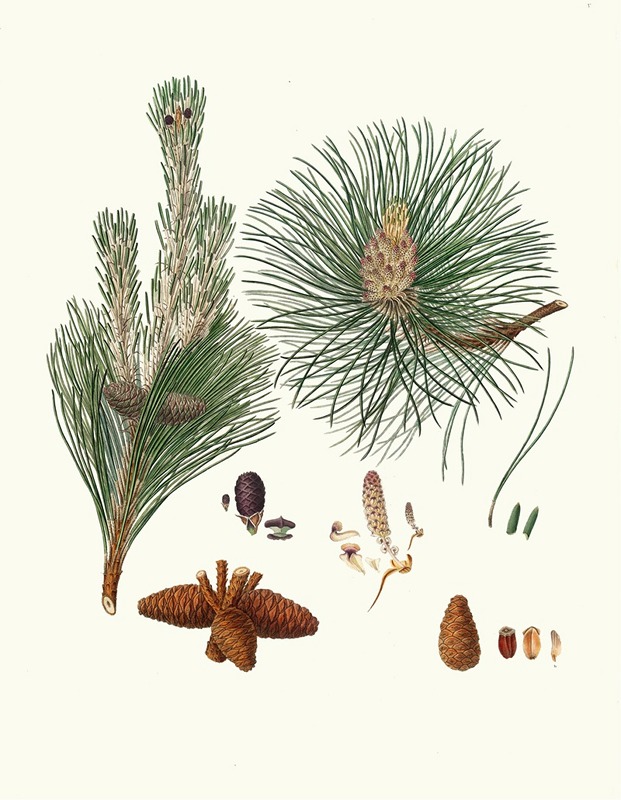 Pinus resinosa = Pitch pine by Aylmer Bourke Lambert, 1837 — digital art print download