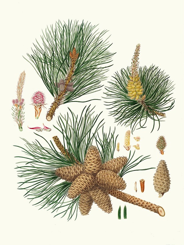 Pinus rigida = Three-leaved Virginian pine. by Aylmer Bourke Lambert, 1837 — digital art print download