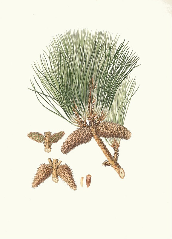 Pinus tæda = Frankincense pine by Aylmer Bourke Lambert, 1837 — digital art print download