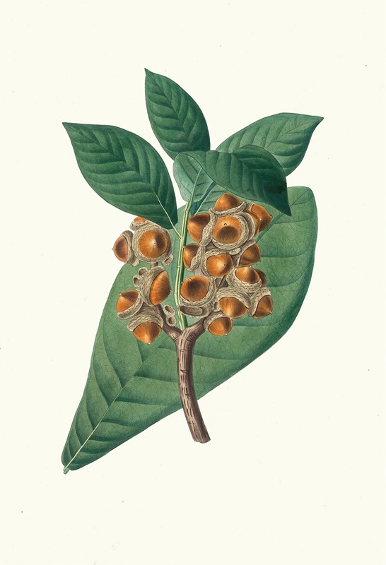 Quercus grandifolia = Magnolia-leaved oak. — Aylmer Bourke Lambert