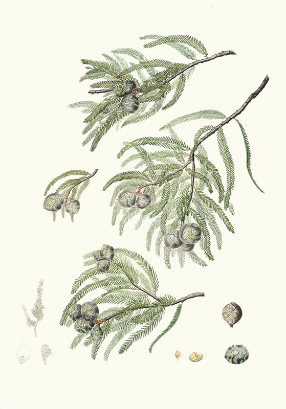 Taxodium distichum = Deciduous cypress. — Aylmer Bourke Lambert