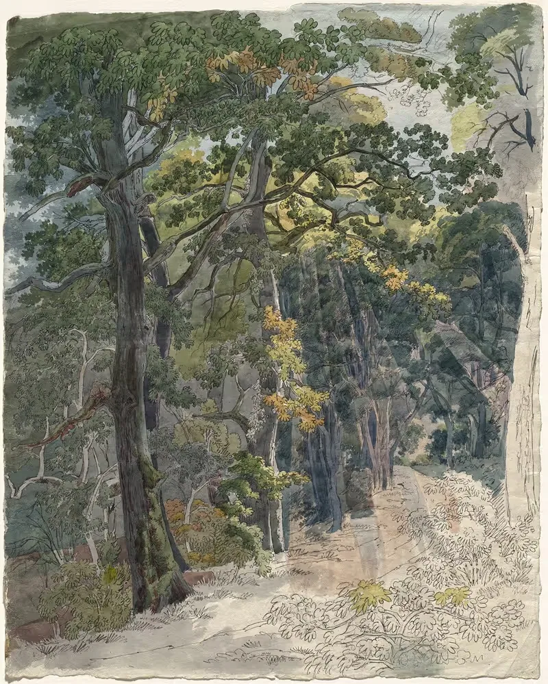 Rays of Sunlight Striking a Woodland Path — Friedrich Salathé