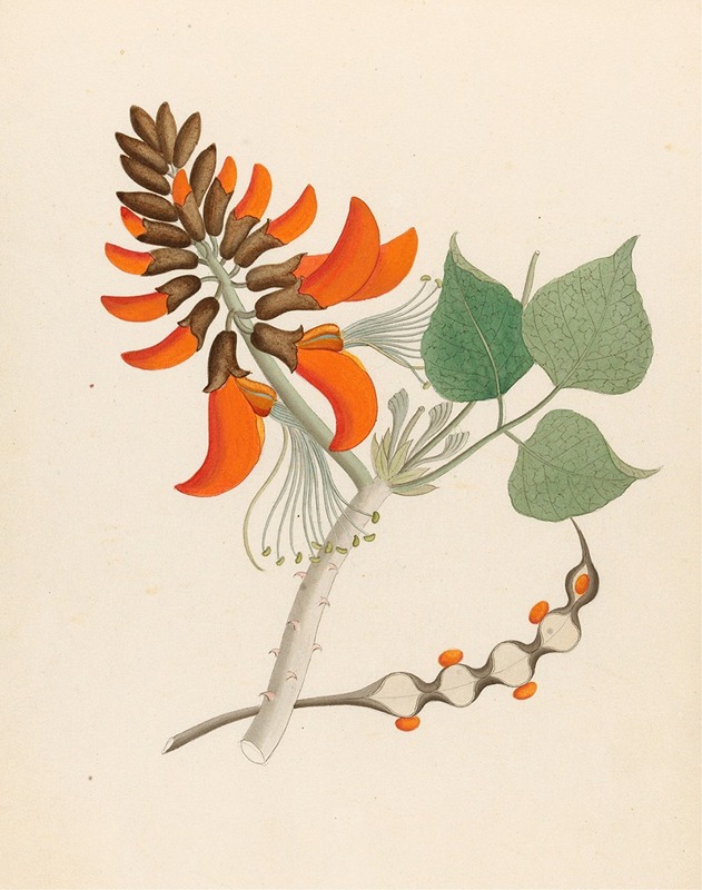 Erythrina Caffras by Clemenz Heinrich Wehdemann, 1817 — digital art print download