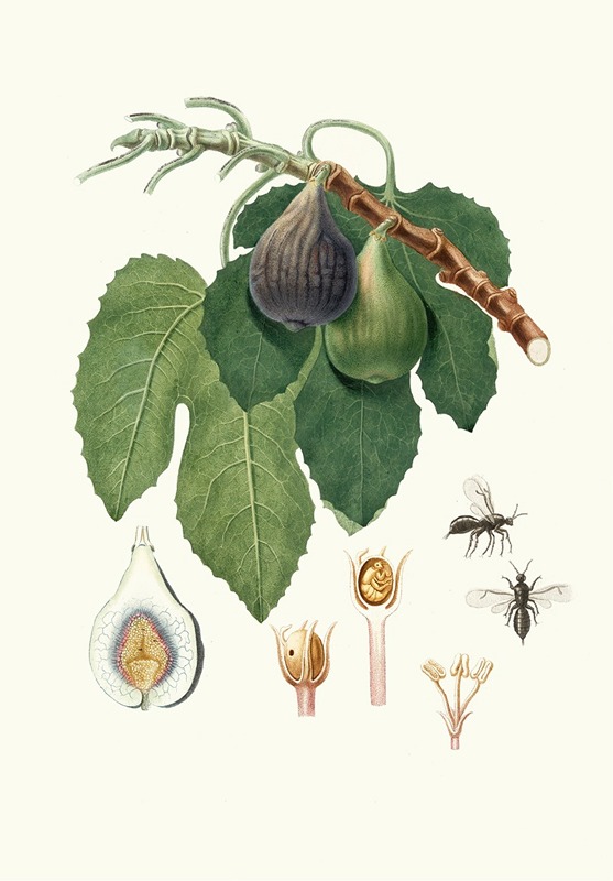 Caprifico by Giorgio Gallesio, 1817-1839 — digital art print download