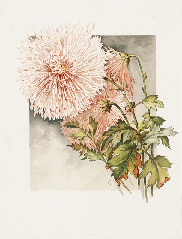 Chrysanthemums by James Callowhill — digital art print download