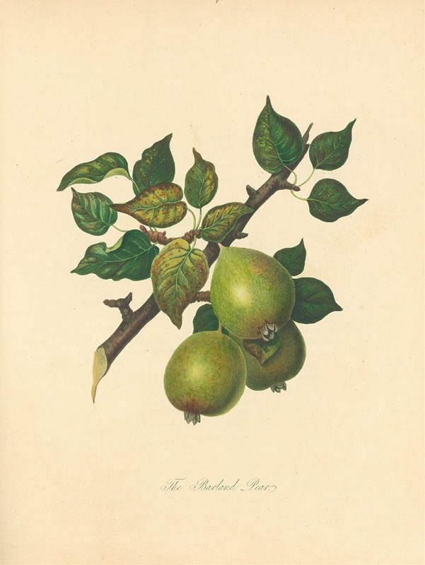 Barland pear by Thomas Andrew Knight, 1811 — digital art print download