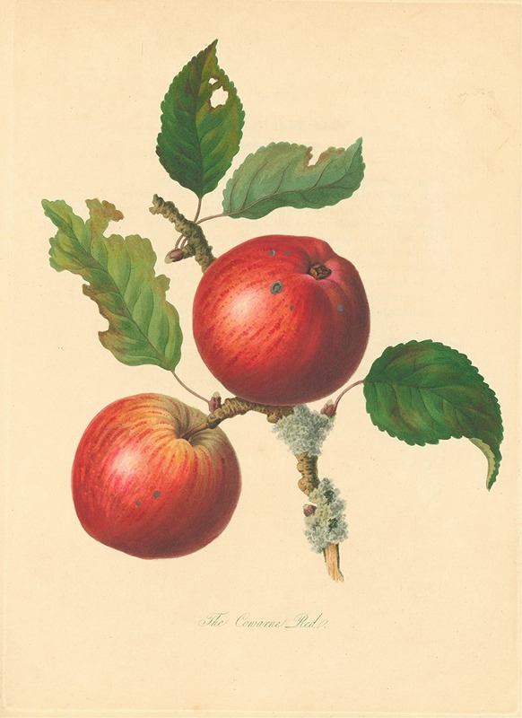 Cowarne Red by Thomas Andrew Knight, 1811 — digital art print download
