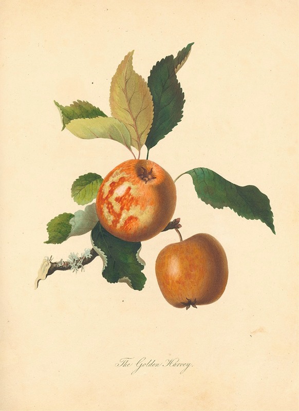 Golden Harvey by Thomas Andrew Knight, 1811 — digital art print download