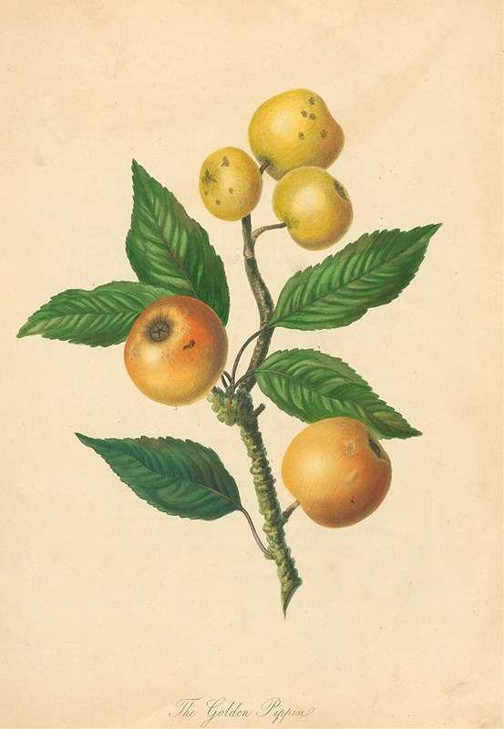 Golden Pippin by Thomas Andrew Knight, 1811 — digital art print download