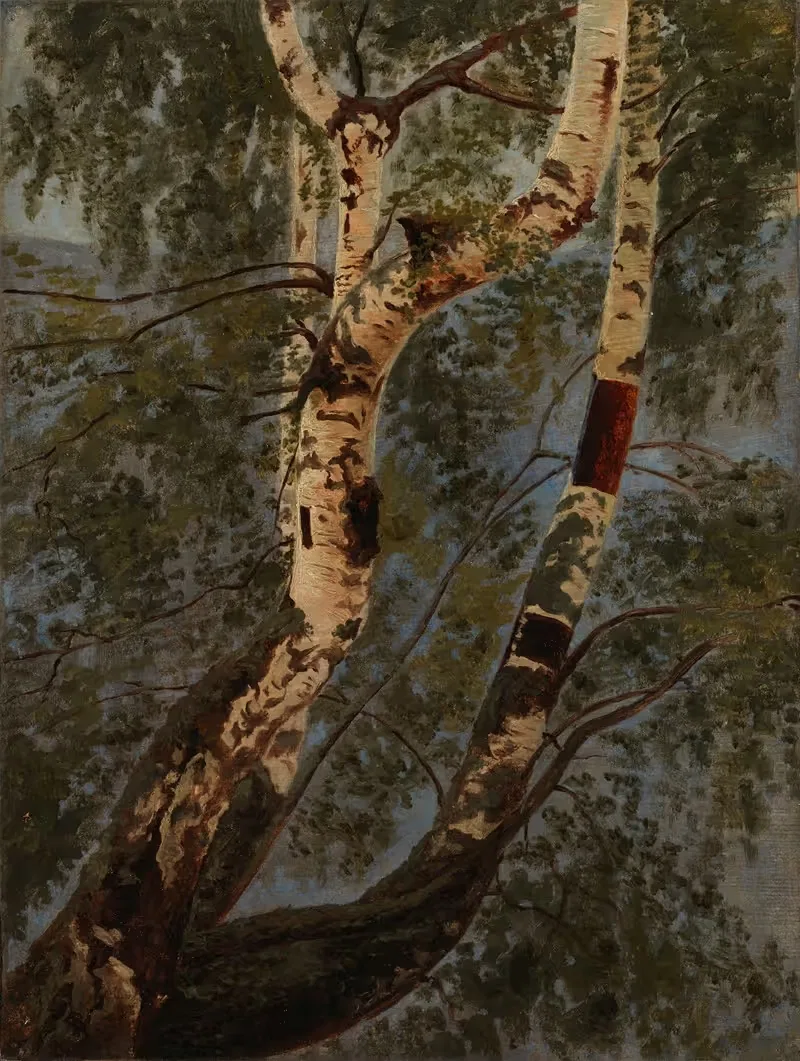Birch Trunks, Rehearsal by Werner Holmberg, 1854 — digital art print download