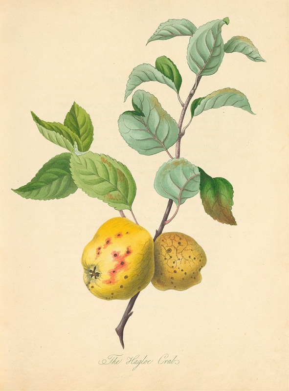 Hagloe Crab by Thomas Andrew Knight, 1811 — digital art print download