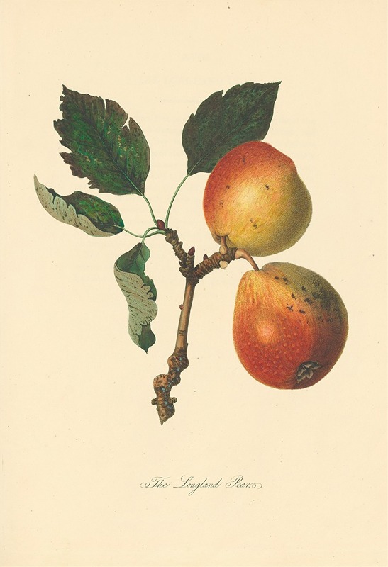 Longland Pears by Thomas Andrew Knight, 1811 — digital art print download