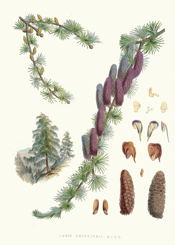 Larix Griffithii, H.f. and T. — Walter Hood Fitch